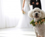 【神戸ポートピアホテル】ペットと一緒に結婚式を挙げられるウエディングプランが誕生！