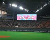 野球好きカップル必見！「札幌ドームでプロポーズ大作戦！2021」参加カップルを大募集
