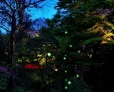 蛍観賞と初夏を楽しめるイベント目白押し！ホテル椿山荘東京の「ほたるの夕べ」が開催中