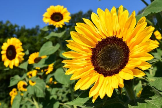 ヒマワリ
花言葉：「あなただけを見つめてる」
夏のパワフルなイメージが強いヒマワリ。
太陽の方を向いて咲くことでも有名な通り、花言葉も一途です♡