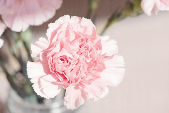 カーネーション
花言葉：「あなたを熱愛します」
母の日に贈る花として定着しているカーネーション。
母の日には赤色、女性へはピンク色…と贈り分けるのが◎です。