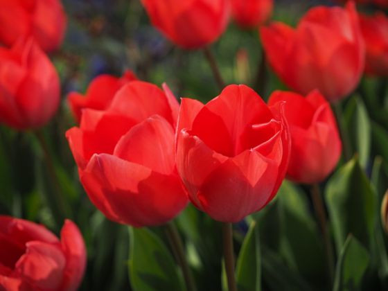 赤色のチューリップ
花言葉：「愛の告白」
春を代表する花・チューリップ。
やはり赤色は愛の象徴なんですね♡