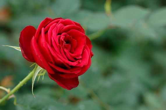 本数 薔薇 バラの本数で花言葉が変わる？それぞれの意味をご紹介！