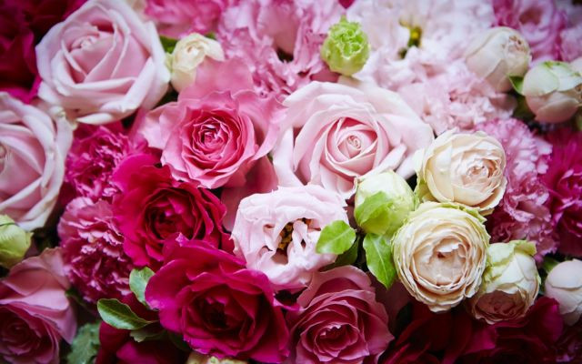 薔薇の花言葉知ってる?本数や色で意味が違う薔薇の花