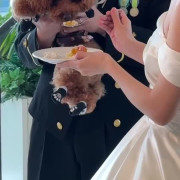 愛犬と迎える特別な瞬間