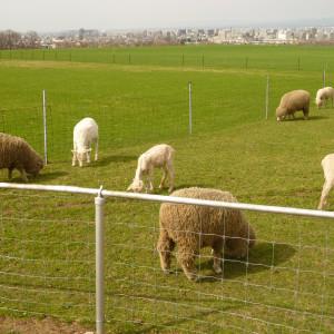 式場の目の前には羊たちが！|326483さんの札幌ブランバーチ・チャペルの写真(10198)