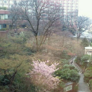 椿山荘の庭園