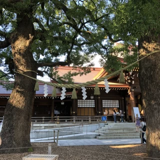 明治神宮 縁結びの木