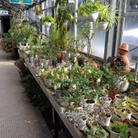 温室植物
観葉植物の購入ができます。