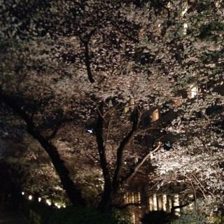 ホテル内の庭園の桜並木です。