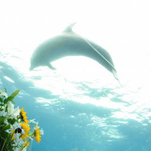 真上を泳ぐイルカ|357817さんの八景島シーパラダイスの写真(73468)