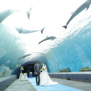 イルカのドーム型水槽内が会場|357817さんの八景島シーパラダイスの写真(73469)