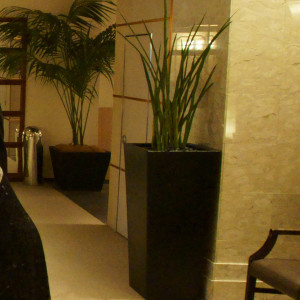 控え室前廊下の観葉植物|358649さんの川越氷川神社・氷川会館の写真(62913)