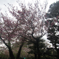 ガーデンにある桜の木