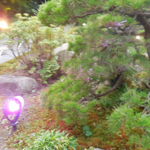 園庭が夜でも綺麗見えるよう最新照明が設置されているとのこと。|364240さんの三瀧荘の写真(87420)