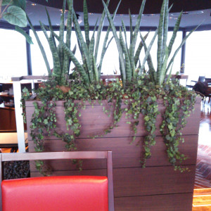 レストランの植物|364954さんのTHE JEWELS（ザジュエルズ）の写真(105770)