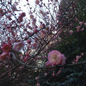 庭に咲く紅白グラデーションの梅|367836さんの浮月楼の写真(99982)