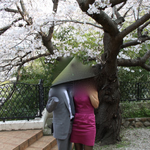 ガーデンの桜の木|369259さんのセントジョージジャパンの写真(111548)