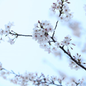 庭の桜|370835さんのRESTAURANT SANT PAU(サンパウ)の写真(115859)