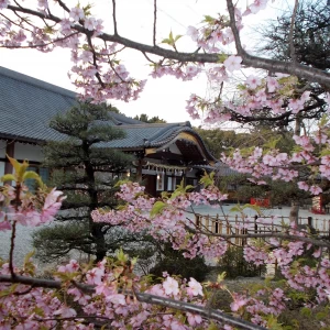 社務所外観②|373703さんの市原稲荷神社の写真(143067)