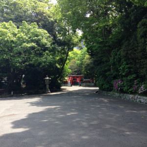 生い茂る木々はとても背が高くて迫力がある|373962さんの福岡縣護国神社の写真(130998)