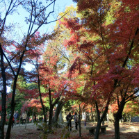 紅葉の時期には庭は色鮮やかに彩られます。