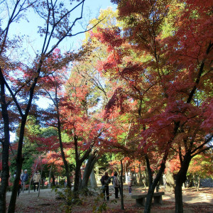 紅葉の時期には庭は色鮮やかに彩られます。|377229さんの虎渓山永保寺の写真(167317)