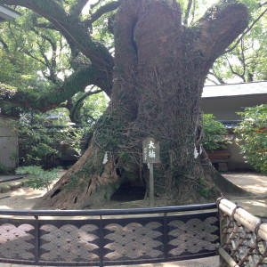歴史を感じる樹木|381351さんの筥崎宮の写真(173796)