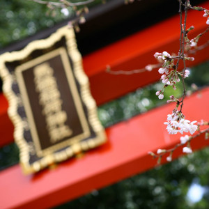 3月末の挙式時には桜が咲いていました．|382846さんの馬橋稲荷神社の写真(178183)