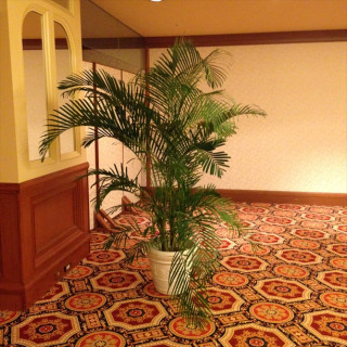 ラウンジには華やかな植物