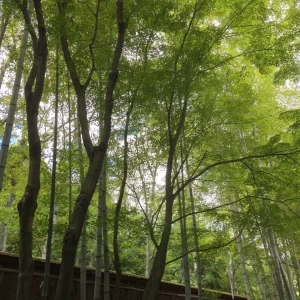 竹|388872さんの愛染倉(アゼクラ)の写真(252378)