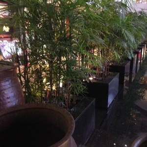 目の前にはたくさんの植物|390840さんのORIENTAL RESTAURANT  Salle a manger（ウエディング取扱終了）の写真(206495)