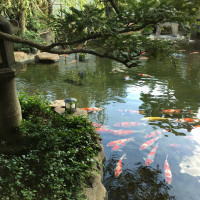 中庭に大きな池があり、立派な鯉がたくさんいた