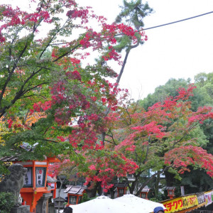 境内の紅葉|396840さんの八坂神社 常磐新殿の写真(226536)