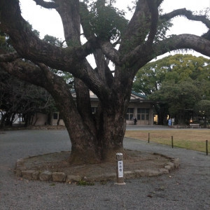 歴史を感じる大木|397386さんの福岡縣護国神社の写真(220461)