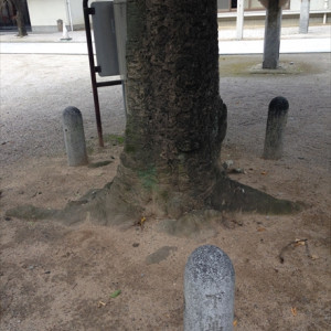 迫力を感じる木々|397581さんの警固神社の写真(219961)