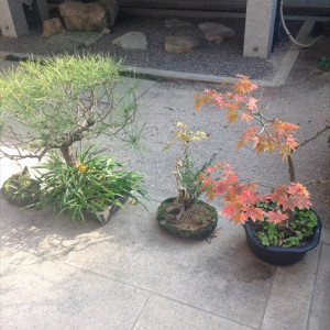 綺麗に手入れされた盆栽|397593さんの亀山神社の写真(220049)