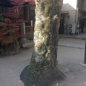 ガーデンには歴史を感じる大木|397593さんの亀山神社の写真(220034)