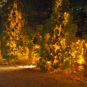 建物前にある樹木は夜になるとライトアップされます。|400976さんのセントジョージジャパンの写真(297186)