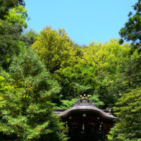 鎌倉の森です