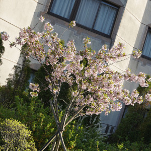 ガーデンの桜|405403さんの箱根の森高原教会・ホテルグリーンプラザ箱根の写真(244052)