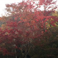 お庭の紅葉です