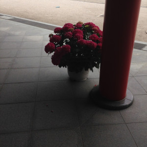 ロビーのお花|409956さんの筥崎宮の写真(254619)