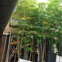 竹が生える和風のお庭です。