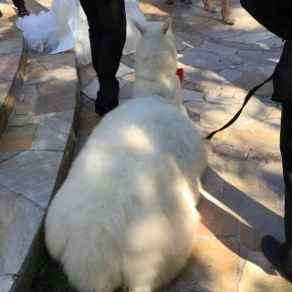 触らせてくれます