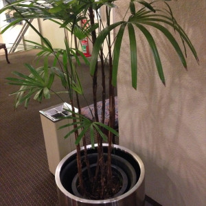 ラウンジの植木です|416515さんのセントラルホテルフクオカの写真(279918)