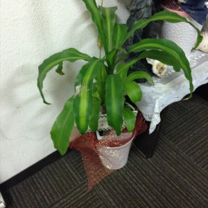ロビーの植木|416515さんのセントラルホテルフクオカの写真(279955)