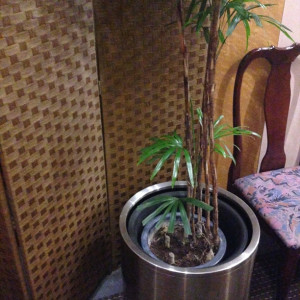 ロビーの植木|420309さんのセントラルホテルフクオカの写真(296025)