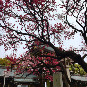満開だった桃の花|422194さんの真清田神社 参集殿の写真(391924)