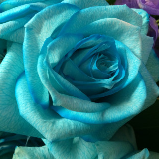 「奇跡」青いバラ